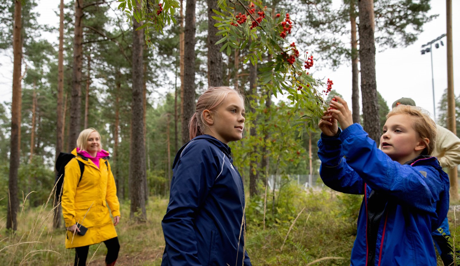 Lapsia ja aikuisia metsäretkellä, lapsi poimii pihlajanmarjaa puusta.