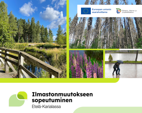 Kuva, jossa näkyy kosteikko, lupiineja ja metsää.