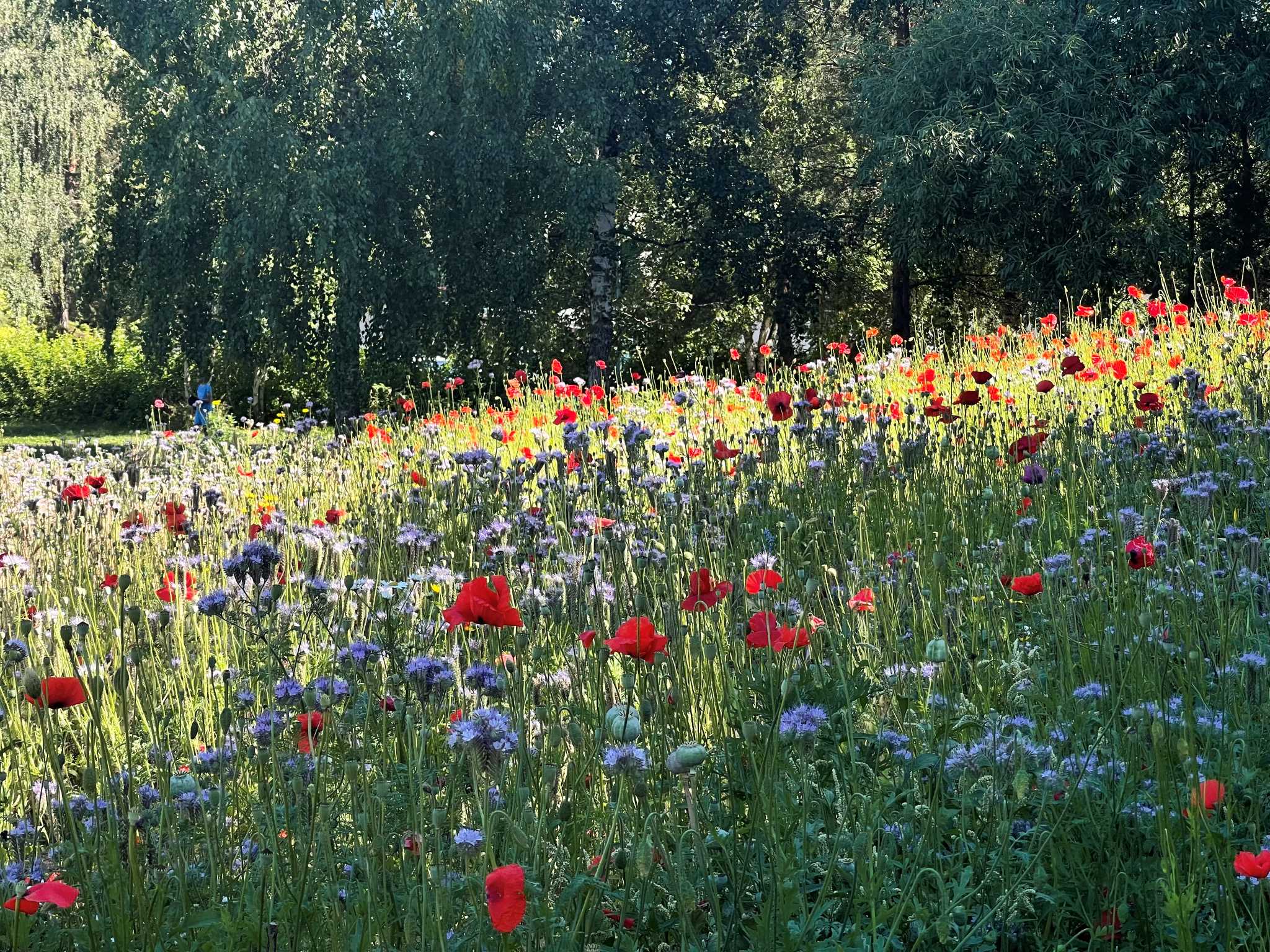 Kukkia, joiden taustalla vihreää puustoa.