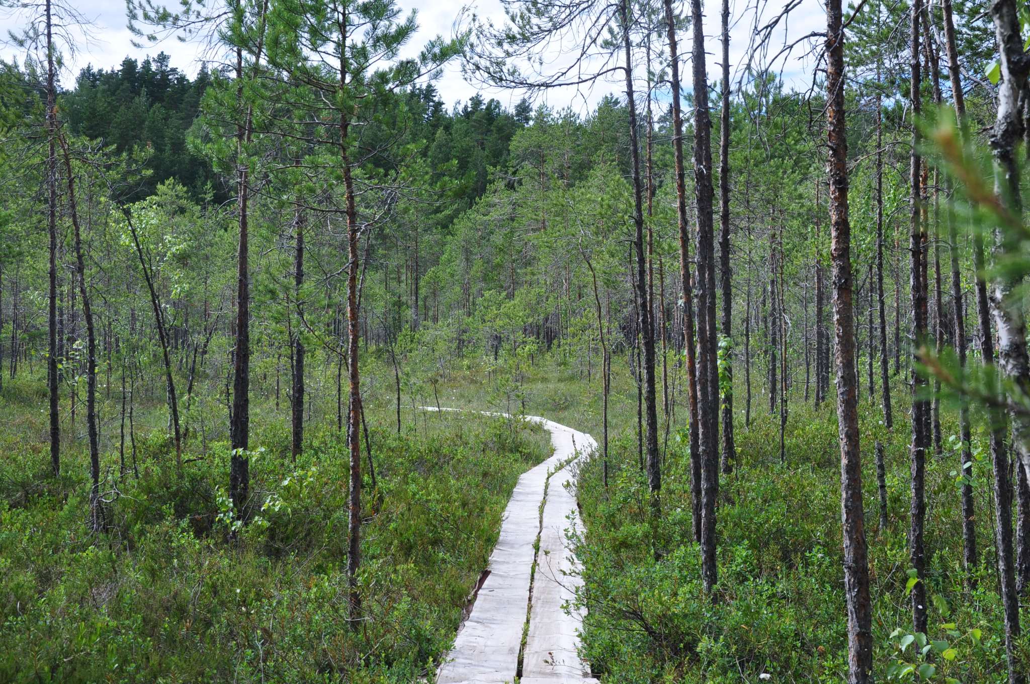 Pitkospuut, jotka kulkevat suomaaston halki.