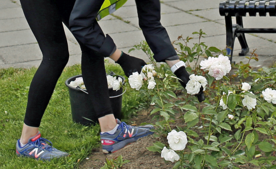  A park worker weeding plants.