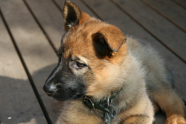 Koiranpentu makaa terassilla.