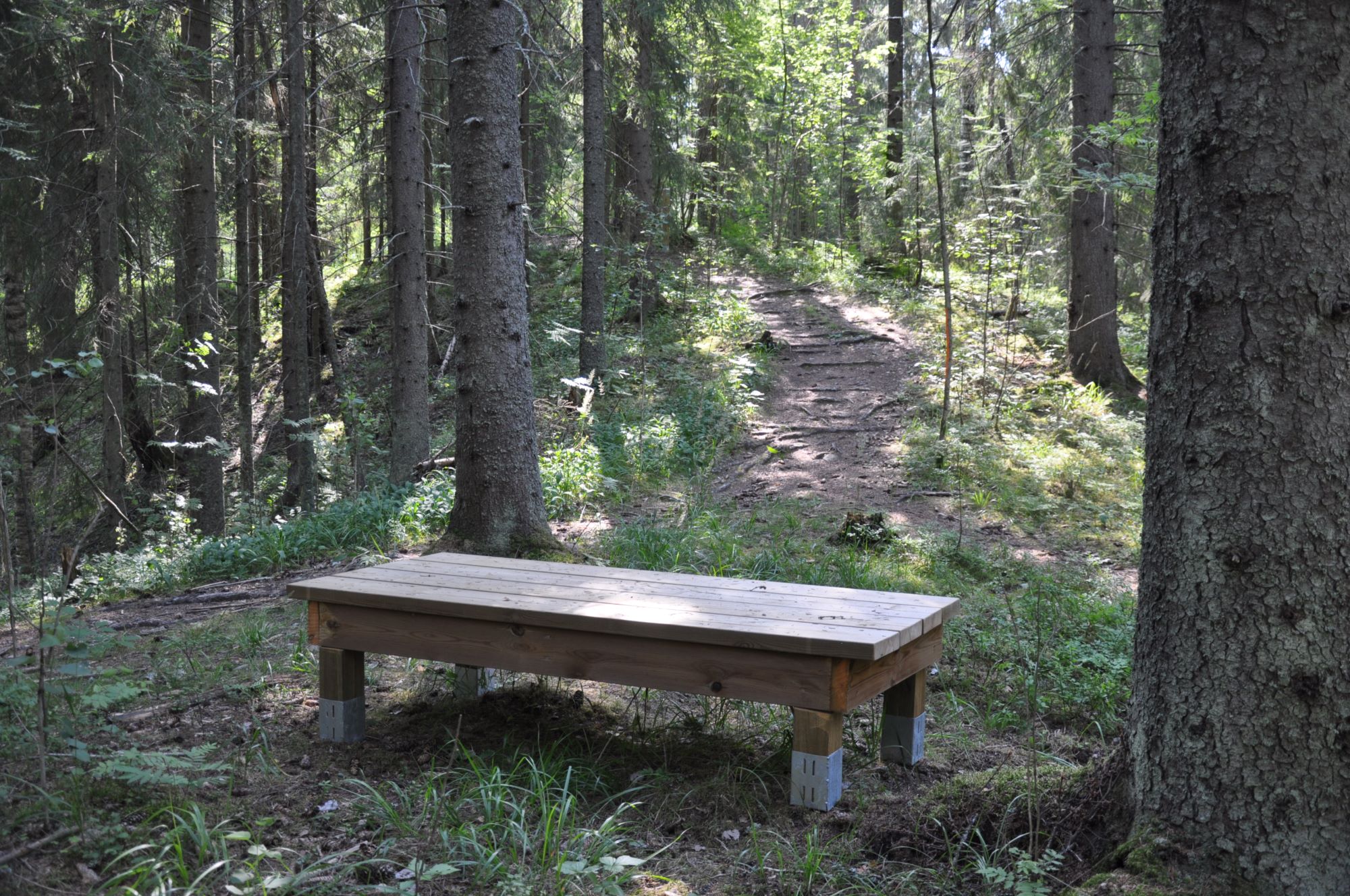 Metsää, jossa penkki ja polku puiden keskellä.