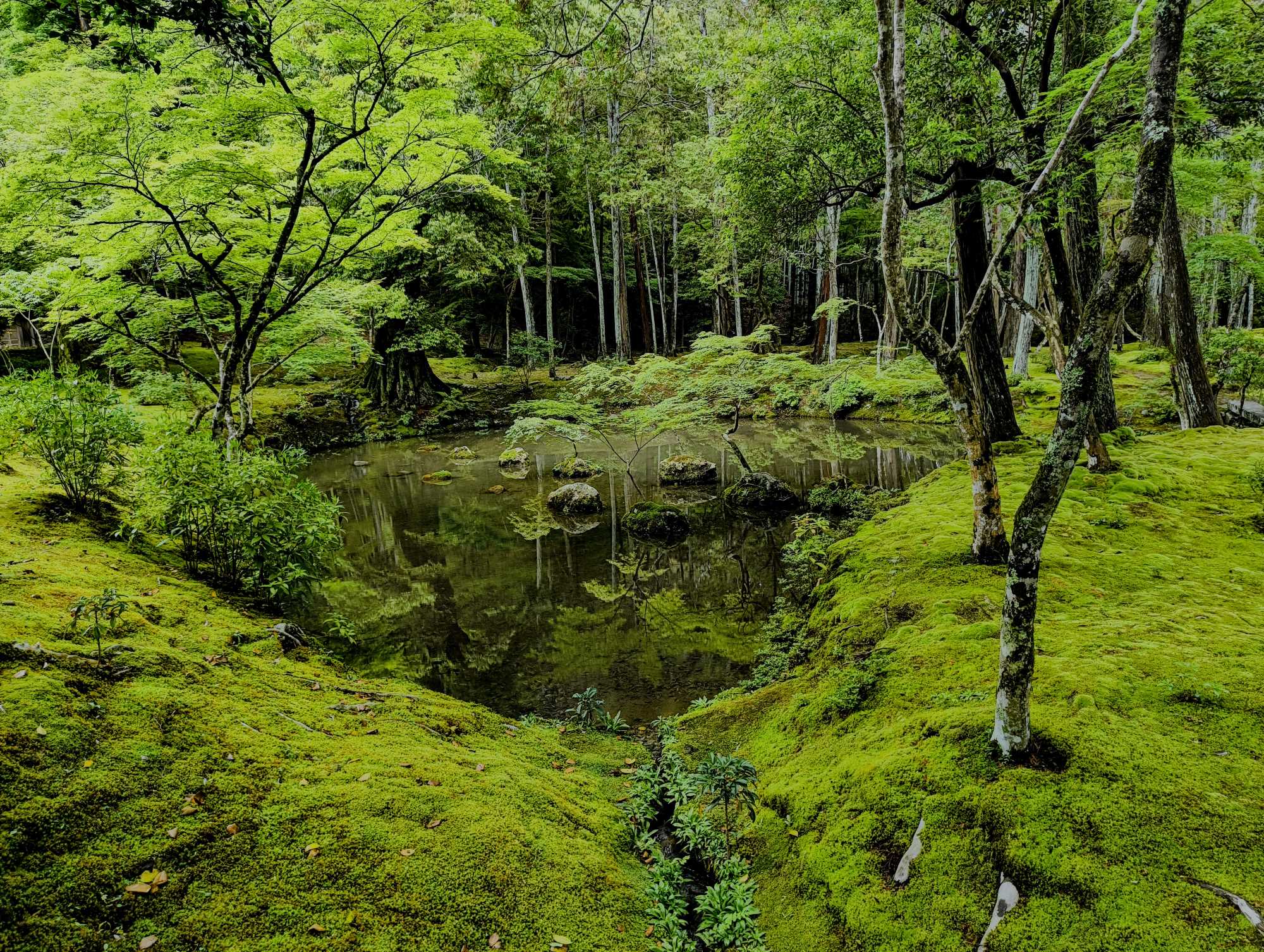 Vehreä kiotolainen puutarha, jonka keskellä on lampi. Kuvaaja: Lauri Pekkarinen.